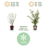 Green boutiQ - Tuinplant - Acer palmatum Jerre Swarts - Japanse Esdoorn - Bladverliezend - Oranje-Rood - 1 - Pot 26cm - Hoogte 90cm