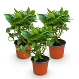 Green boutiQ - Tuinplant - Hydrangea macrophylla Rood - Hortensia - Winterhard - Rood - 3 Planten - Pot 12cm - Hoogte Hoogte 20-30cm