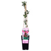Lonicera periclymenum 'Serotina' - Ø15cm - ↕65cm