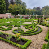 Green boutiQ - Buxus Haag - BetterBuxus Babylon Beauty - Resistant tegen de Buxus schimmel - 16 planten - 2 strekkende meter - pot 9cm hoogte 20-25