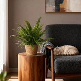 Green boutiQ - Kamerplant - Nephrolepsis exaltata Green Lady - Varen - Huisdiervriendelijke Plant - Groen - 1 Plant - met Mand - Pot 12cm - Hoogte 25cm