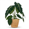 Green boutiQ - Kamerplant - Olifantsoor - Alocasia Frydek - Groen - Weinig onderhoud - 1 Plant - met Mand - Pot 19cm - Hoogte 60cm