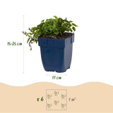 Green boutiQ - Vasteplant - Campanula posch. Stella - Perzikbladklokje - Bodembedekkend - Paars - 6 Planten - Pot 11cm - Hoogte 15-25cm