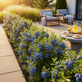 Green boutiQ - Fruitplanten - Honingbes - Lonicera caerulea Kamtschatica - Winterhard - 3 Planten - Pot9 cm - BlauwBes