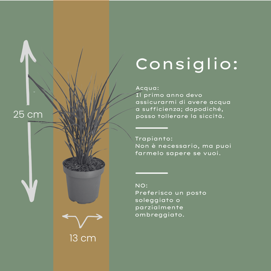 Miscanthus sinensis 'Zebrinus' — Sierriethaag, 6 stuks