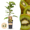 Green boutiQ - Fruitplant - Actinidia deliciosa Jenny - Kiwiplant - Zelfbestuivend - Groene Vrucht - 2 Planten - Pot 15cm - Hoogte 50cm