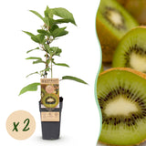 Green boutiQ - Fruitplant - Actinidia deliciosa Jenny - Kiwiplant - Zelfbestuivend - Groene Vrucht - 2 Planten - Pot 15cm - Hoogte 50cm