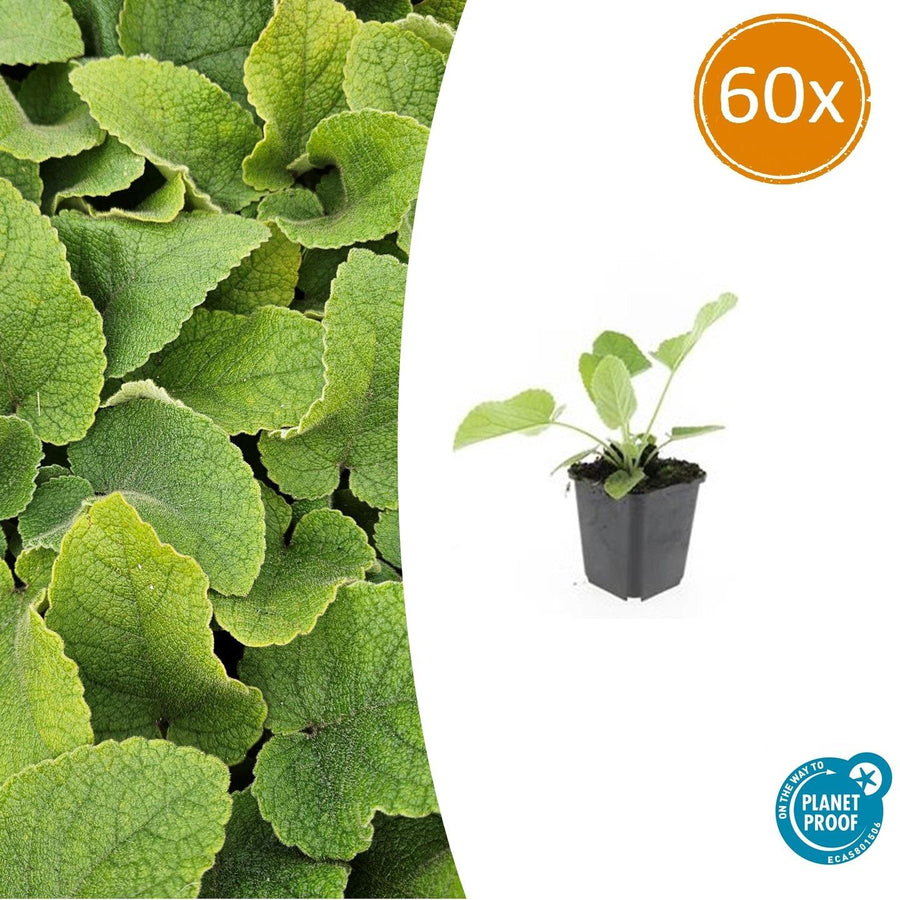 Phlomis russeliana – 60 planten · pot Ø9 cm · 10-25 cm hoog
