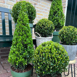 1x Ilex piramide 55 cm hoog |Ø21 cm