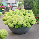 Green boutiQ - Tuinplant - Hydrangea panniculata Groundbreaker Greeny - Pluimhortensia - Winterhard - Creme - 8 Planten - Pot 14cm -Hoogte 20-25cm