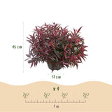 Green boutiQ - Tuinplant - Leucothoe Burning Love - Rood - 1 Plant -Groenblijvend - Weinig Onderhoud - Pot 17cm Hoogte 45cm