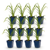 Green boutiQ - Vasteplant - Hemerocallis Mauna Loa - Daglelie - Bijen en Vlinderlokkers - Oranje - 12 Planten - Pot 11cm - Hoogte 15-25cm