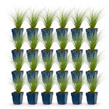 Green boutiQ - Grassen - Stipa tenuissima Ponytails - Vedergras - Groenblijvend - Groen - 24 Planten - Pot 11cm - Hoogte 15-25cm