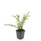 24x Lonicera pileata - ↕10-25cm - Ø9cm
