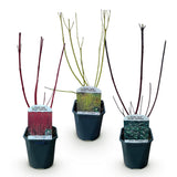 Green boutiQ - Heesters - Cornus alba Tricolour - Mix van Rode, Groene En Paarse Takken - 3 Planten - Bladverliezend - Weinig Onderhoud - Pot 17cm Hoogte 45cm