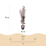Green boutiQ - Tuinplant - Acer palmatum Atropurpureum - Japanse Esdoorn - Bladverliezend - Paars - 1 - Pot 26cm - Hoogte 90cm
