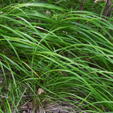 48x Carex morrowii - ↕10-25cm - Ø9cm