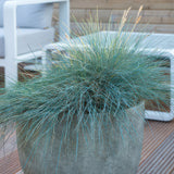 48x Festuca glauca 'Elijah Bleu' - ↕10-25cm - Ø9cm
