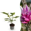 Green boutiQ - Tuinplant - Magnolia liliiflora Nigra - Bloem Paars - 1 Plant - Bladverliezend - Weinig Onderhoud - Pot 12cm Hoogte 30cm