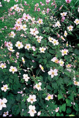 48x Anemone tom. 'Robustissima' - ↕10-25cm - Ø9cm