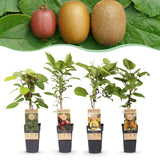 Green boutiQ - Fruitplant - Actinidia Weiki & Hayward, Ken,s Red, Golden Kiwi - Kiwiplant - 1 Mannelijke - 3 Vrouwelijke - Planten - Groen-Rood-Geel - Pot 15cm - Hoogte 50cm