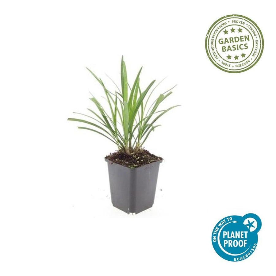 Liriope muscari 'Ingwersen' – 6 planten · pot Ø9 cm · 10-25 cm hoog (foto 4)