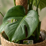 Green boutiQ - Kamerplant - Gatenplant - Monstera Deliciosa mosstok - Groen - Weinig onderhoud - 1 Plant - met Mand - Pot 19cm - Hoogte 90cm