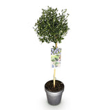 Green boutiQ - Plant op Stam - Ceanothus impressus Victoria - Terras Plant - Bladhoudend - Winterhard - Paarse Bloem - Pot 19cm Hoogte 90cm