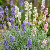 Green boutiQ - Vasteplant - Lavandula Tricolour - Lavendel - Geurend - Blauw - Roze - Wit - 12 Planten - Pot 11cm - Hoogte 15-25cm