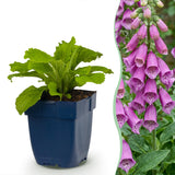 Green boutiQ - Vasteplant - Digitalis purp. Dalmatian Purple - Vingerhoedskruid - Schaduw - Paars - 12 Planten - Pot 11cm - Hoogte 15-25cm
