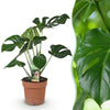 Green BoutiQ - Green is... Kamerplanten - Monstera Deliciosa - Gatenplant - Weinig onderhoud - Groen - 1 Plant - Pot 17cm - Hoogte 50-55cm