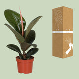Ficus Elastica Robusta - Ø12cm - ↕35cm