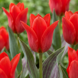 120x Tulipa Greigii Red - Greigii-tulp - Rood - Voorjaarsbloeier - Bolmaat 11/12
