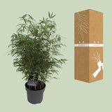 Fargesia Rufa - Woekerende Bamboe - Ø23cm - ↕95cm