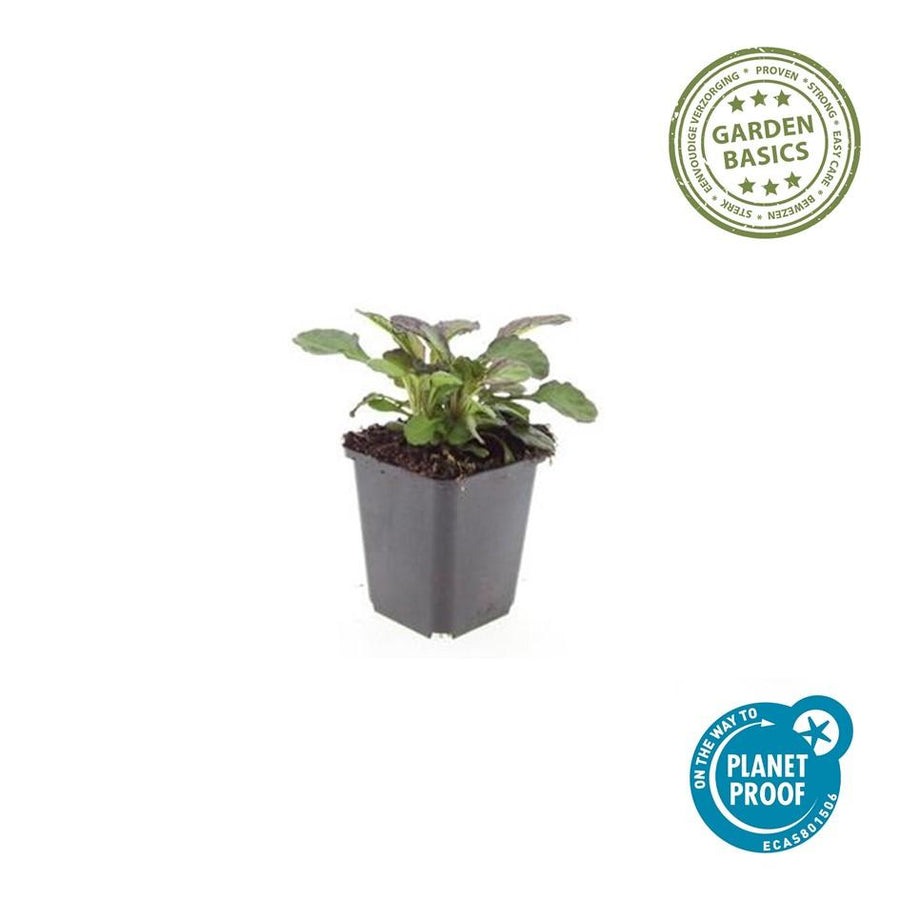 Ajuga reptans 'Catlin's Giant' – 60 planten · pot Ø9 cm · 10-25 cm hoog (foto 2)
