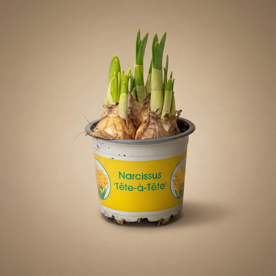 Narcissus Tête-à-Tête (foto 2)