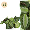 Green boutiQ - Kamerplant - Maranta Fascinator Silverband - Gebedsplant - Huisdiervriendelijk - Groen - 4 Planten - Pot 12cm - Hoogte 30-35cm