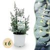 Green boutiQ - Terrasplant - Eucalyptus boom - Eucalyptus gunni- Grijs - 6 Planten - Winterhard - Pot 17cm Hoogte 40cm