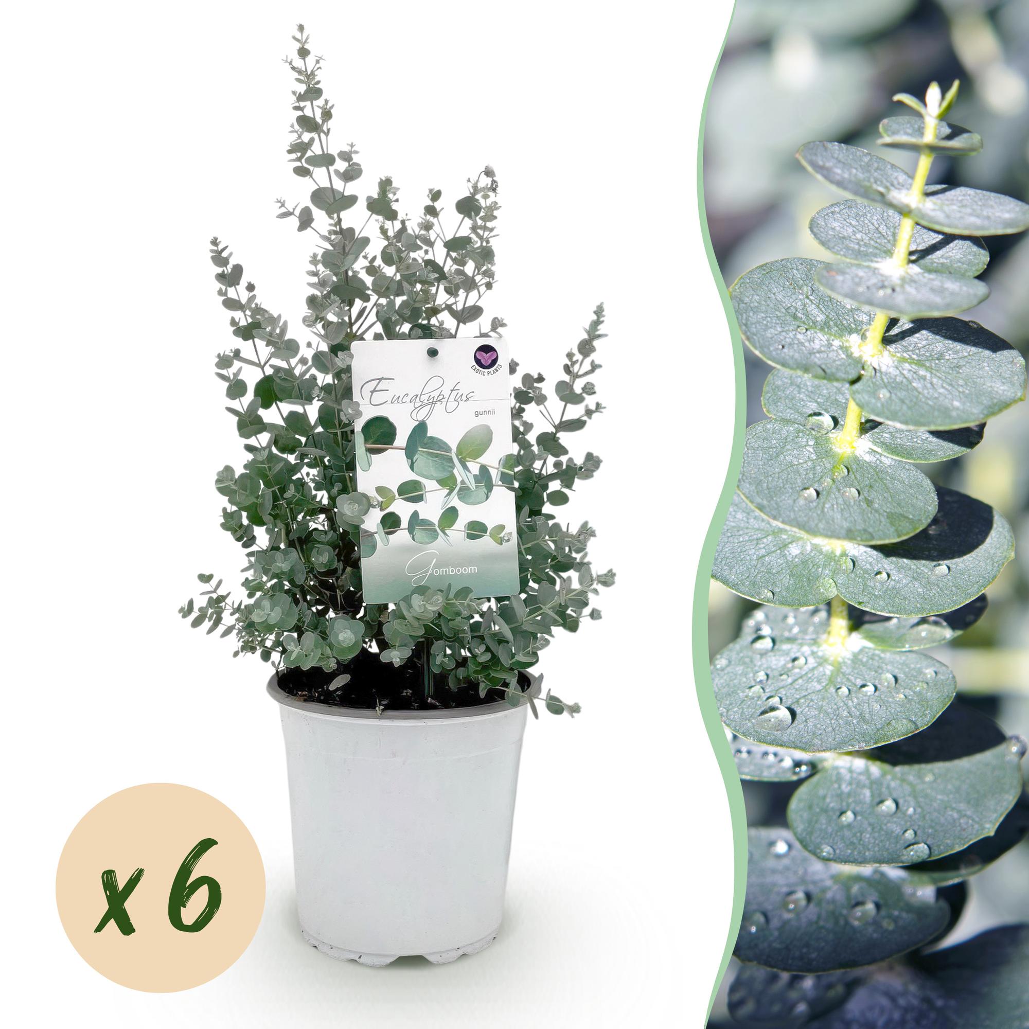Green boutiQ - Terrasplant - Eucalyptus boom - Eucalyptus gunni- Grijs - 6 Planten - Winterhard - Pot 17cm Hoogte 40cm