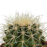 Bolcactus mix 8,5 cm | 3 stuks - in Mexicaanse pot