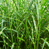 6x Miscanthus sinensis ‘Zebrinus’ – Opvallend zebragras met decoratief gestreept blad | Potmaat 12 cm