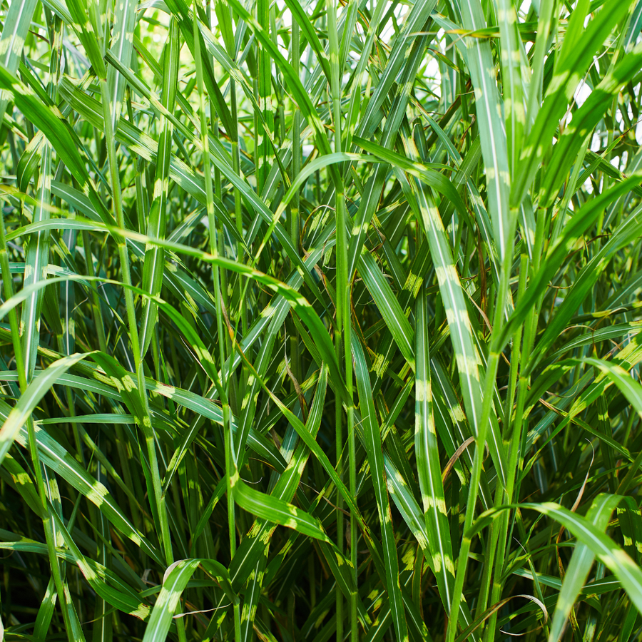 Miscanthus sinensis 'Zebrinus' — Sierriethaag, 6 stuks