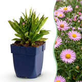 Green boutiQ - Vasteplant - Aster Wood's Pink - Pluimspirea - Bijen en Vlinderlokkers - Roze - 3 Planten - Pot 11cm - Hoogte 15-25cm