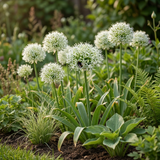 12x Allium Mount Everest - Sierui - Wit - Zomerbloeier - Bolmaat 16/18