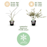 Green boutiQ - Terrasplant - Japanse Esdoorn - Acer palmatum Iyoshi - Roze - 1 Plant - Bladverliezend - Pot 19cm Hoogte 70cm
