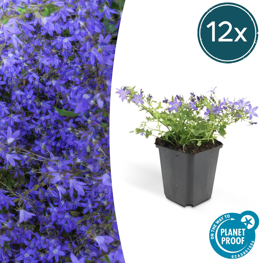 Campanula poscharskyana 'Stella' – 12 planten · pot Ø9 cm · 10-25 cm hoog
