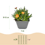 24x - Delosperma mix - Ø7cm - ↕10-12cm