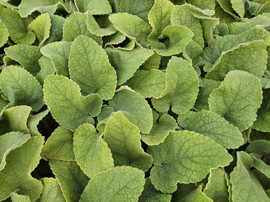 Phlomis russeliana – 60 planten · pot Ø9 cm · 10-25 cm hoog (foto 6)