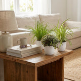 Green boutiQ - Kamerplant - Cyperus - Calissia - Chlorophytum - Mix van 3 - Huisdiervriendelijke Planten - Groen - 3 Planten - met Potter Wit - Pot 12cm - Hoogte 20cm