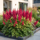 Green boutiQ - Vasteplant - Astilbe (A) Fanal - Pluimspirea - Schaduw - Rood - 6 Planten - Pot 11cm - Hoogte 15-25cm
